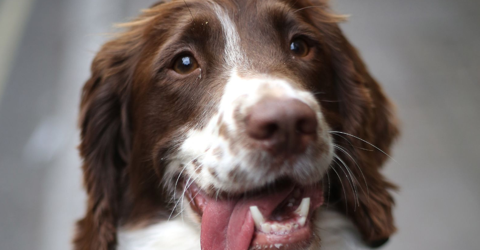 Полиция Ланкашира посоветовала «получить свое» после кампании по вербовке собак в Твиттере.