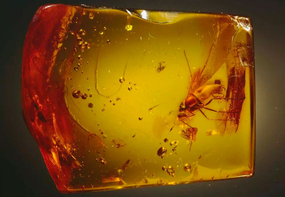 Органика прошлого