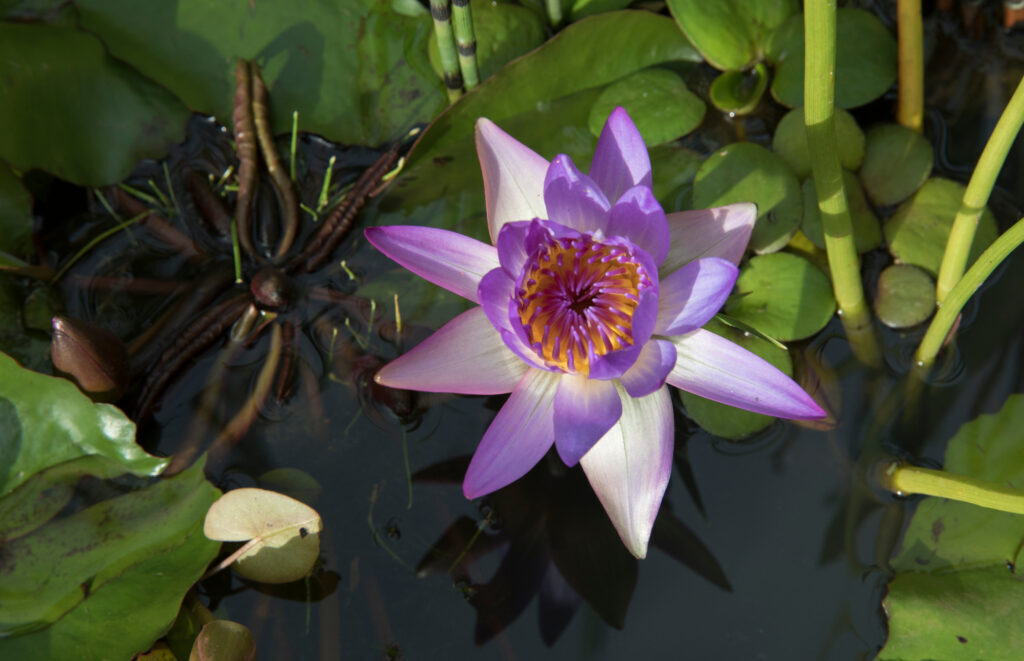 Виды голубых лилий.