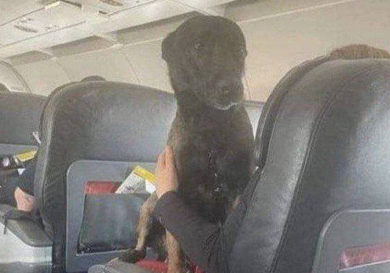 Как переезжали собаки спасатели в Турции после землетрясения.