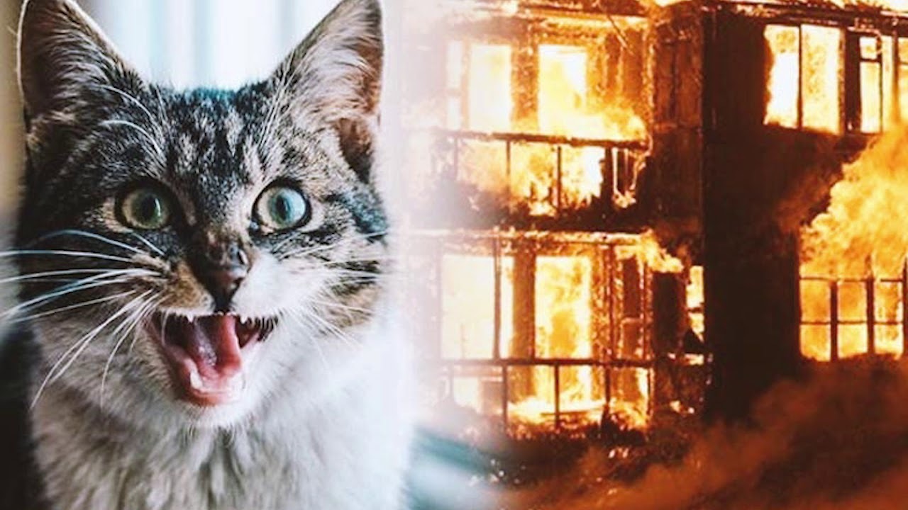 Кот спасается от пожара (абсолютно самостоятельно)