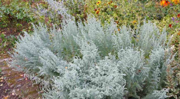 ВОТ ЧТО ТВОРИТ ПОЛЫНЬ! (Реальная Польза и Вред Полыни)