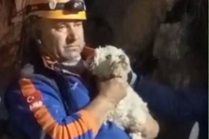 Выжившая собака после землетрясения в Турции.