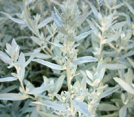 ВОТ ЧТО ТВОРИТ ПОЛЫНЬ! (Реальная Польза и Вред Полыни)