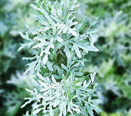 ВОТ ЧТО ТВОРИТ ПОЛЫНЬ! (Реальная Польза и Вред Полыни)