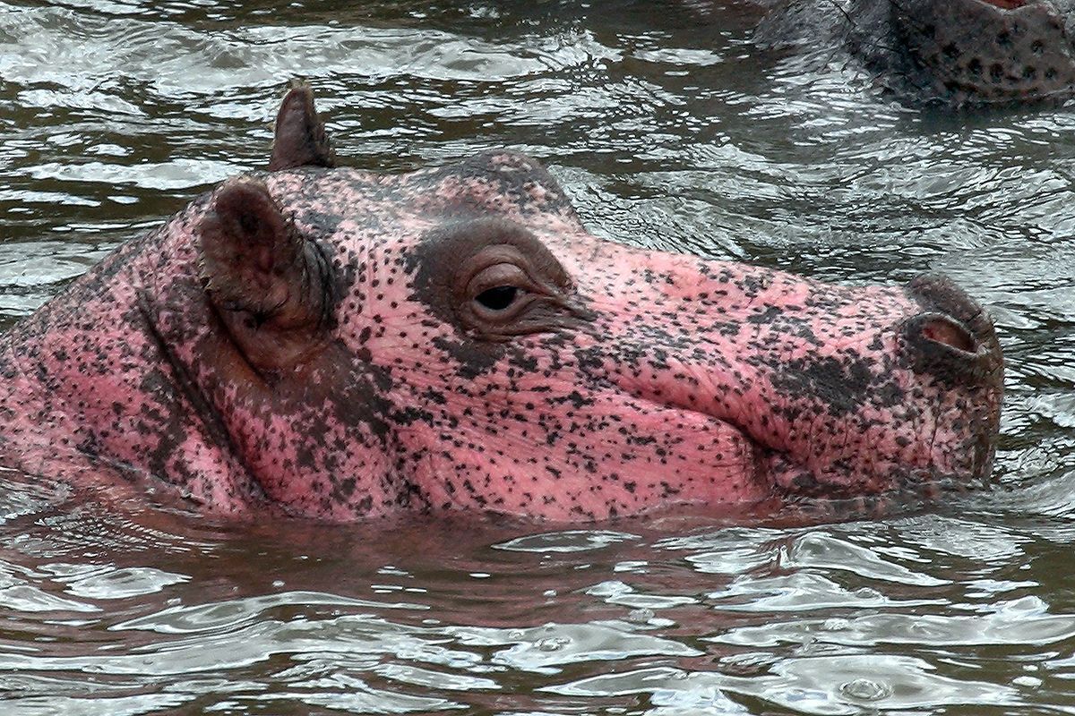 Удивительные факты о животных