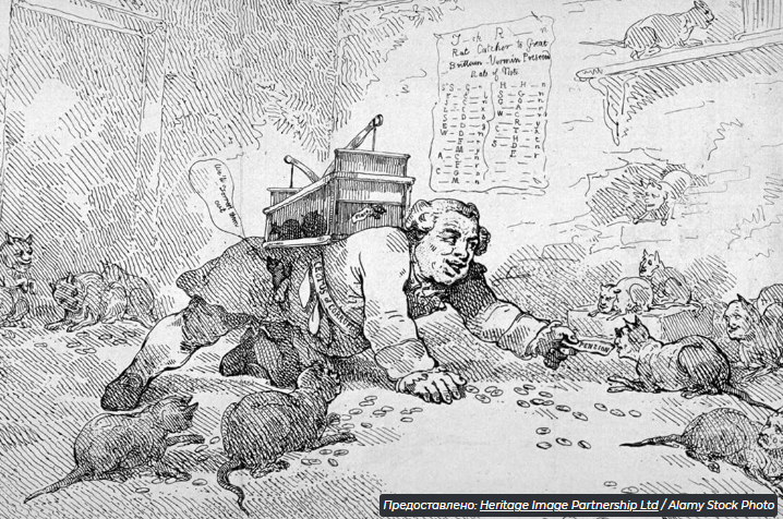 6 недооцененных фактов о крысах