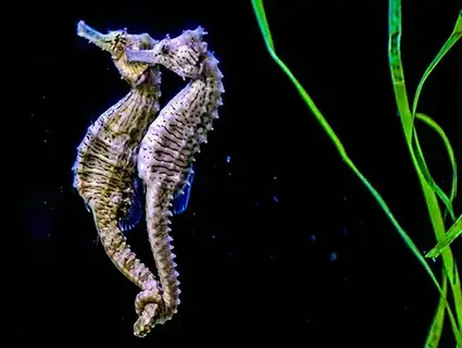 Удивительные факты о животных