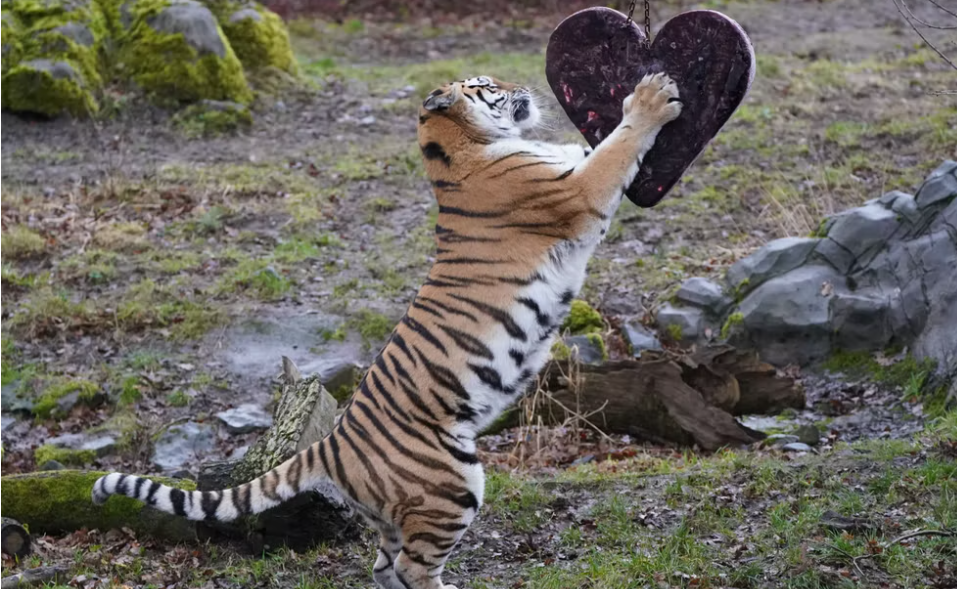 Животные наслаждаются угощениями на День Святого Валентина в сафари-парке