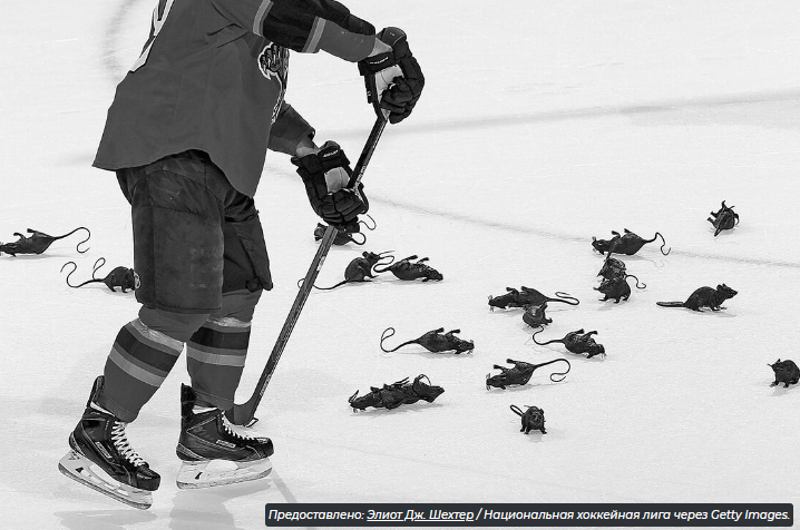 6 недооцененных фактов о крысах