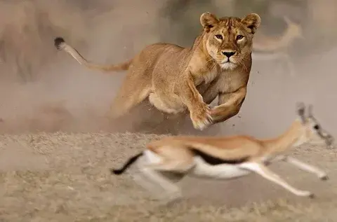 Удивительные факты о животных