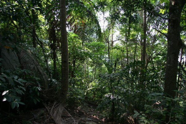 Мужчина, потерявшийся в Амазонке на месяц ел червей, чтобы выжить