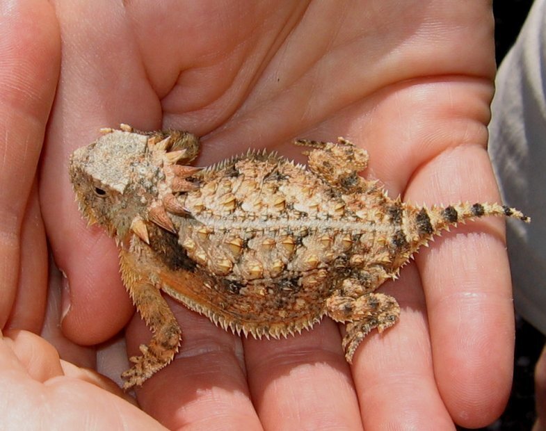 Удивительные факты о животных