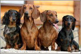 Топ 10 лучших пород собак !