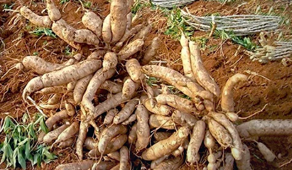 Что едят на день независимости Ганы