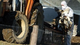 Птичий грипп впервые заразил млекопитающих в Великобритании, возможная мутация вируса может перейти к людям