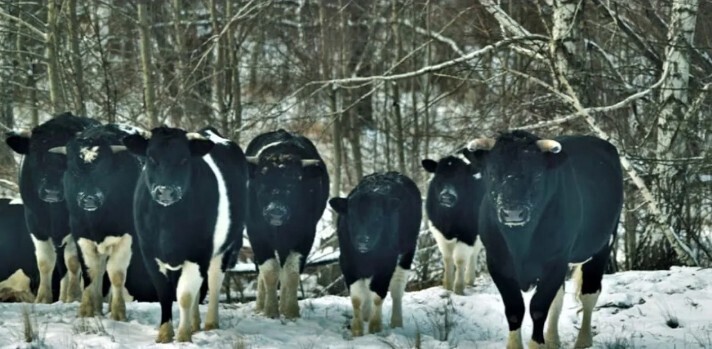 Разорванная цепь