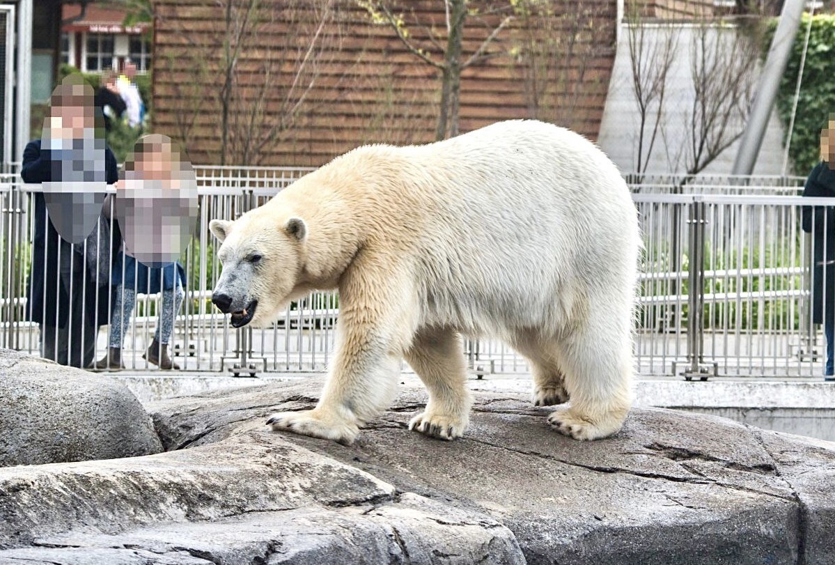 Новый мощный доклад Born Free раскрывает страдания белых медведей в зоопарках по всей Европе; этому должен быть положен конец!