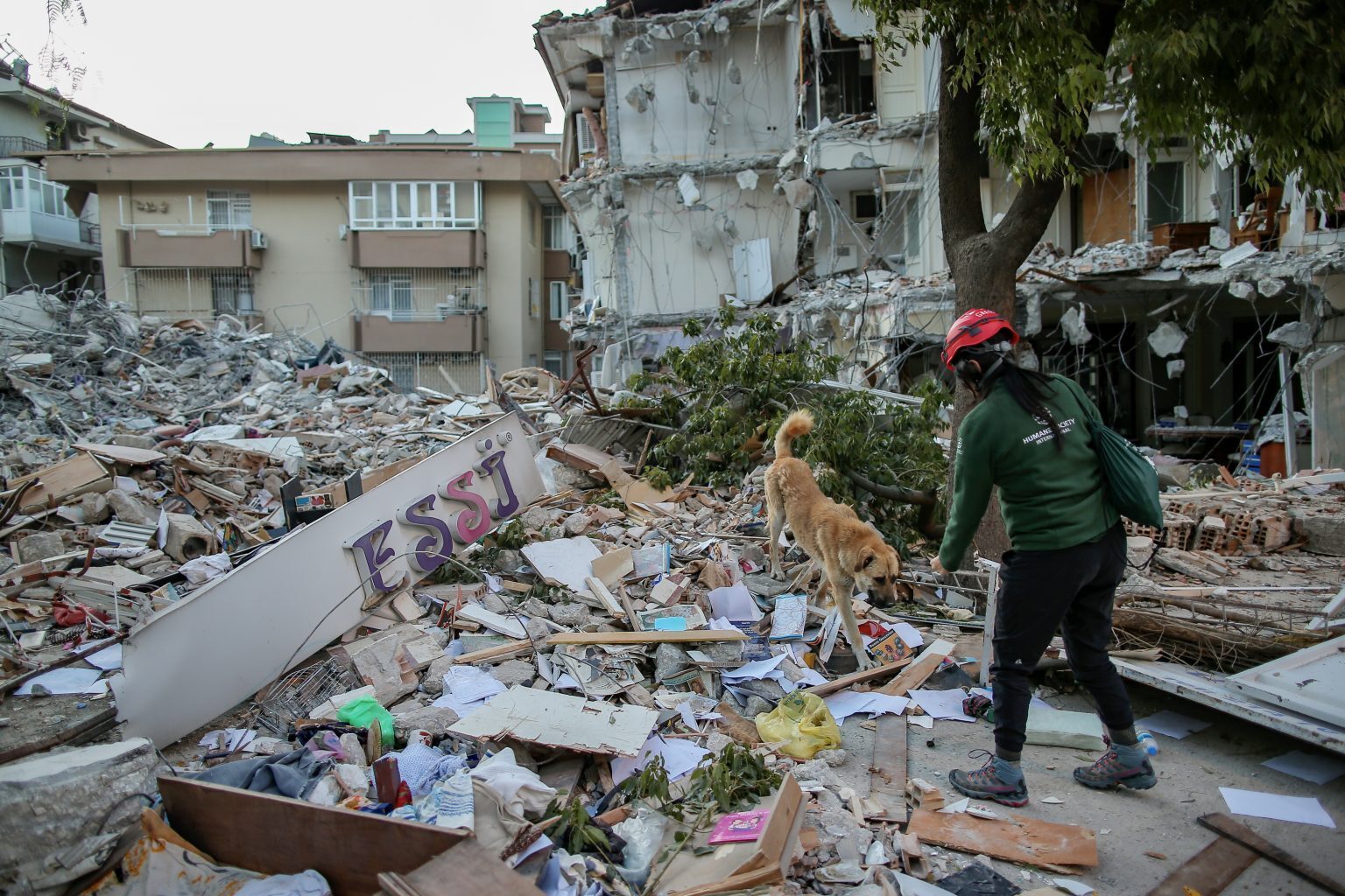 Надежда еще жива: в Турции после разрушительного землетрясения спасено более 1500 животных