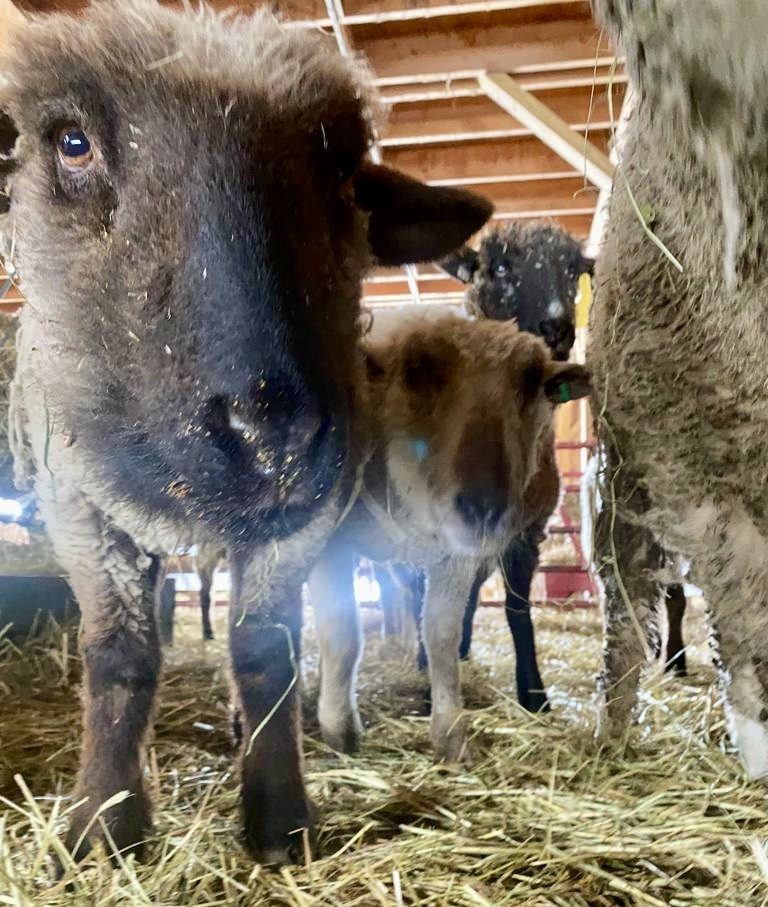 WAN беседует с Майком Стурой, основателем приюта для животных Skylands, о спасении 7 овец, избежавших забоя в Нью-Джерси