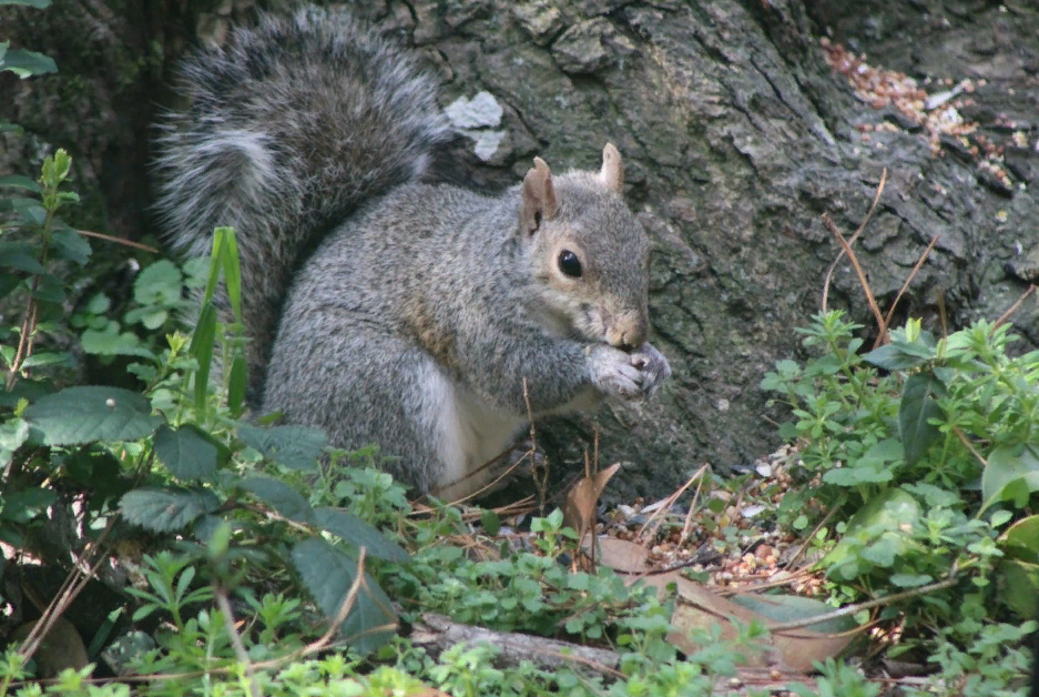 Англичане скоро начнут геноцид серых белок употребляя их в пищу