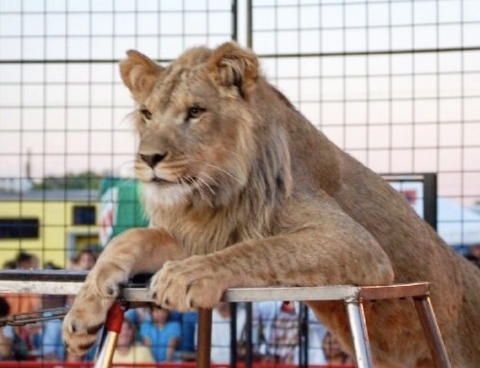 Победа! После многих лет жестокого обращения с животными цирк "Страницы", расположенный во Флориде, закрывается