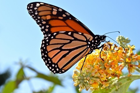 Миграция бабочки-монарха.