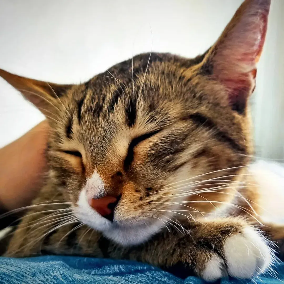 От удовлетворения к общению: Исследование различных причин мурлыканья кошек