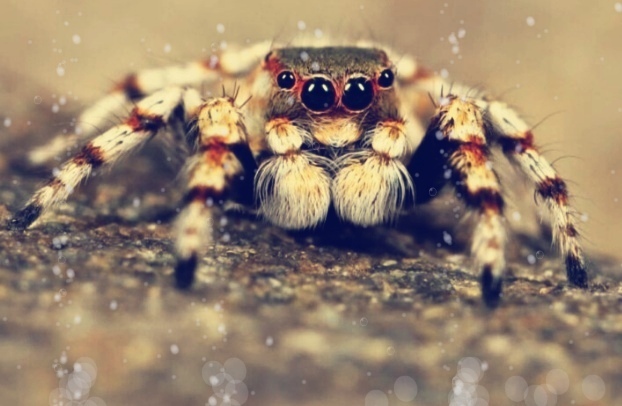 Фобии: Топ-10 самых распространенных фобий, которых боится человечество