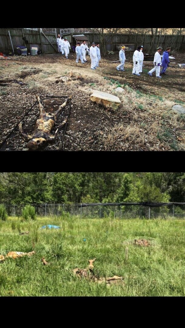 Что растёт во саду ли, в огороде у зарубежного криминалиста судмедэксперта?