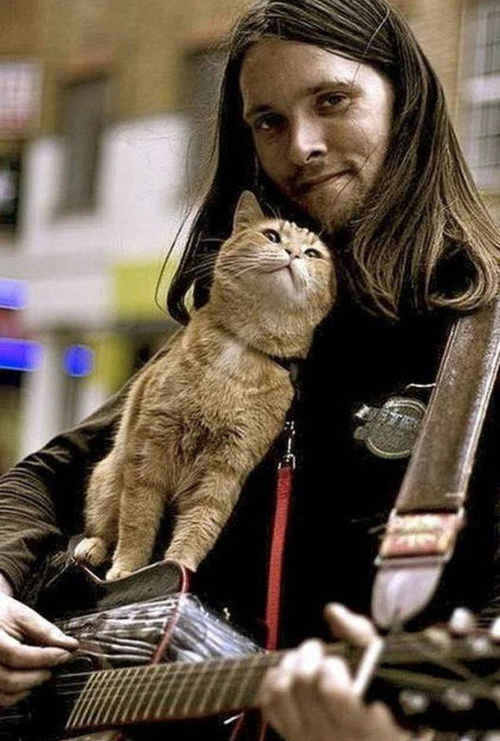 От бездомного до суперзвезды: как кот Боб изменил жизнь человека»