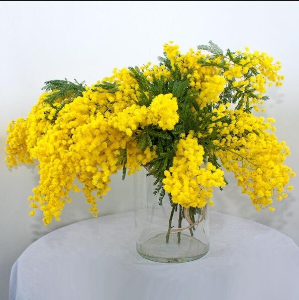 Что делать, чтобы тюльпаны, мимозы, розы и другие цветы простояли дольше