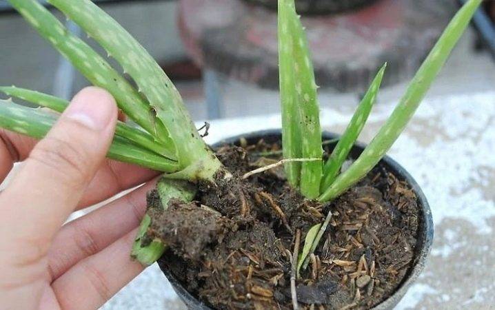 Применение полезных свойств алоэ