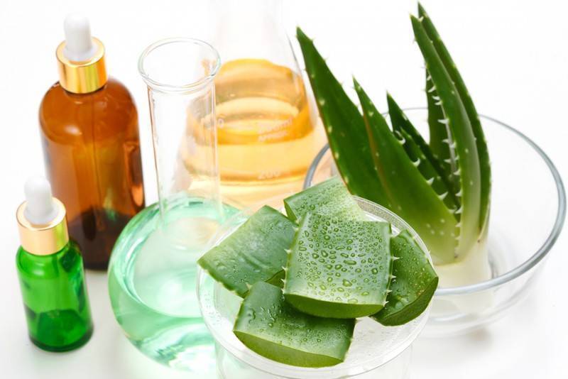 Применение полезных свойств алоэ