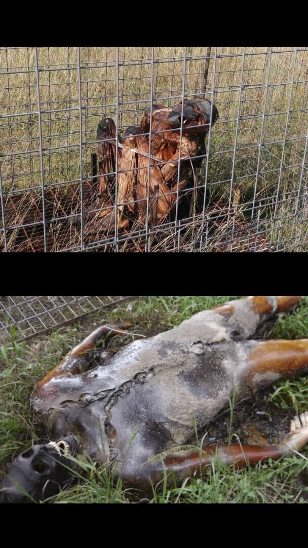 Что растёт во саду ли, в огороде у зарубежного криминалиста судмедэксперта?