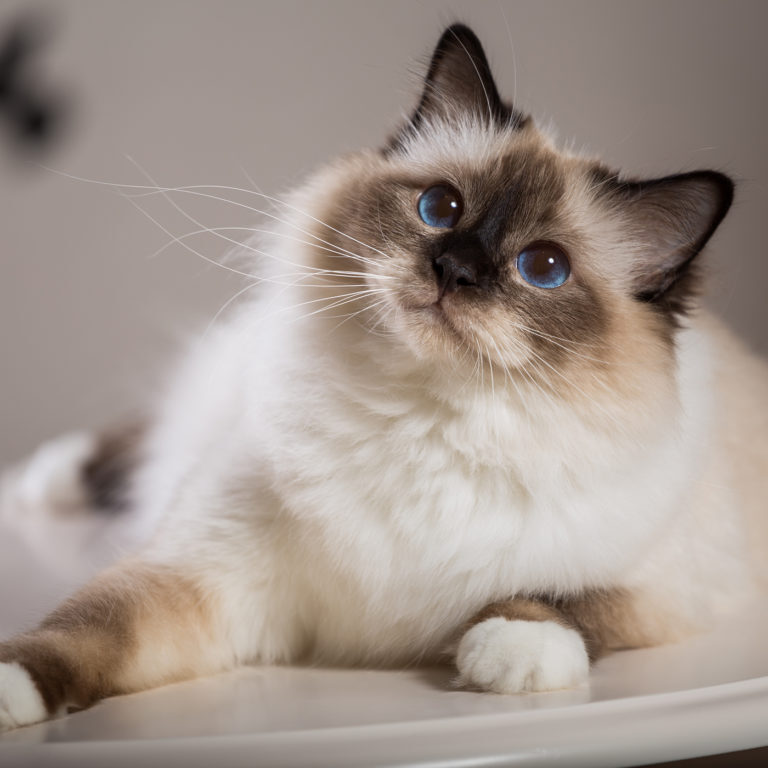 От удовлетворения к общению: Исследование различных причин мурлыканья кошек