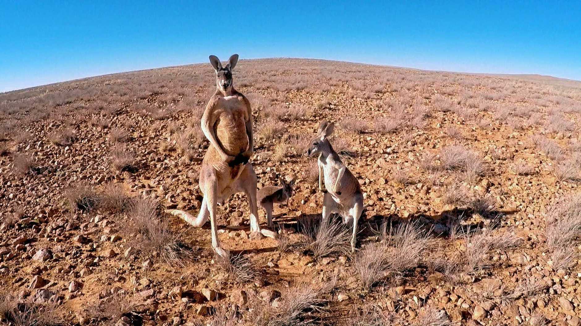 Интересные 9 факты о кенгуру