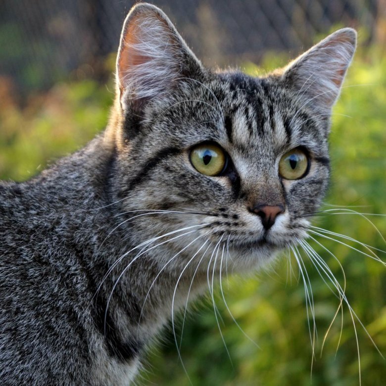 От удовлетворения к общению: Исследование различных причин мурлыканья кошек