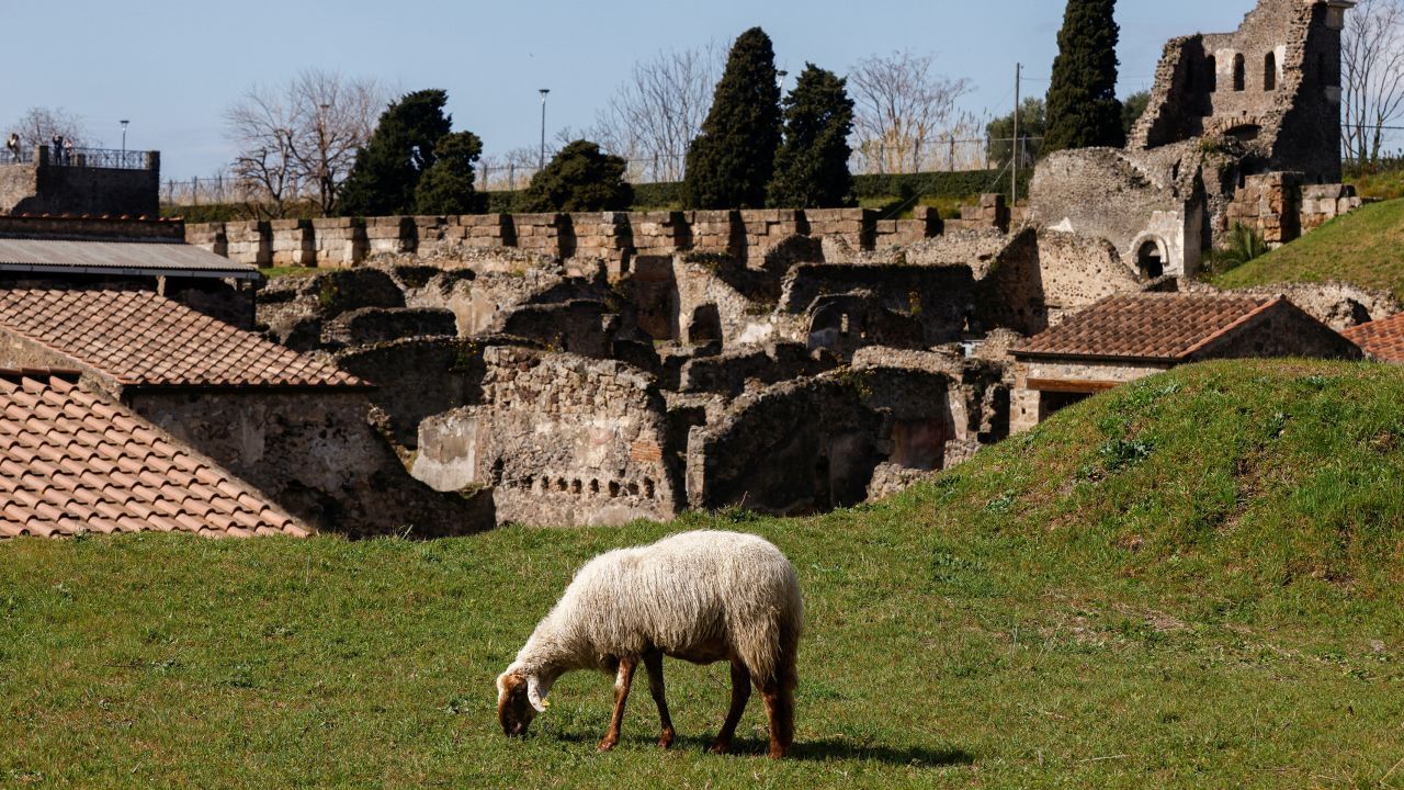 Овцы помогают археологам сохранить древние руины в Помпеях