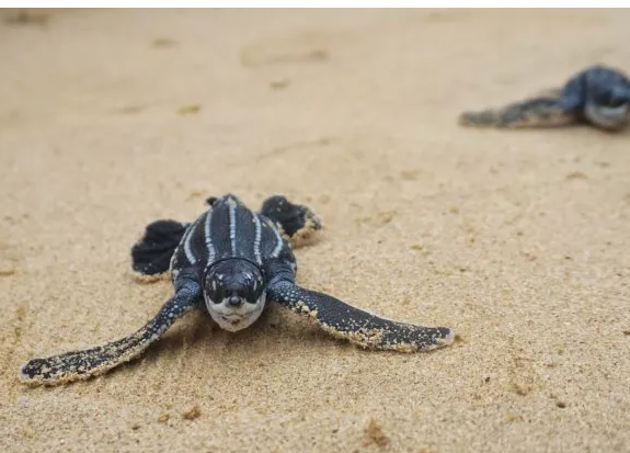 Тайна гигантской мертвой черепахи, обнаруженной на пляже.