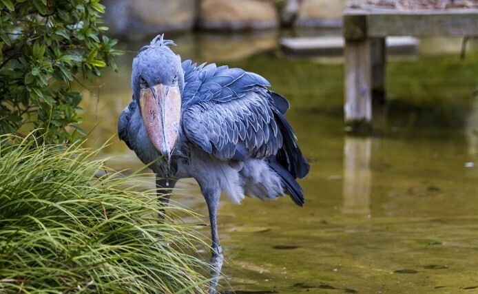 Восхитительный монстр