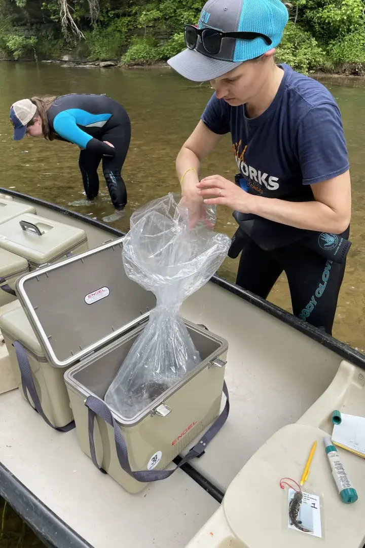 Как ученые спасают самую большую саламандру в Северной Америке