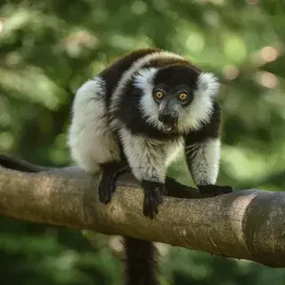 Этот зоопарк дает надежду исчезающим видам