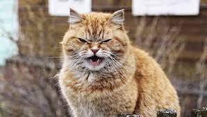 Что вы знаете о мартовских котах?