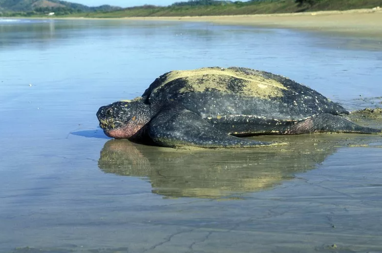 Тайна гигантской мертвой черепахи, обнаруженной на пляже.