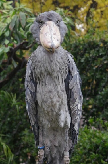 Восхитительный монстр