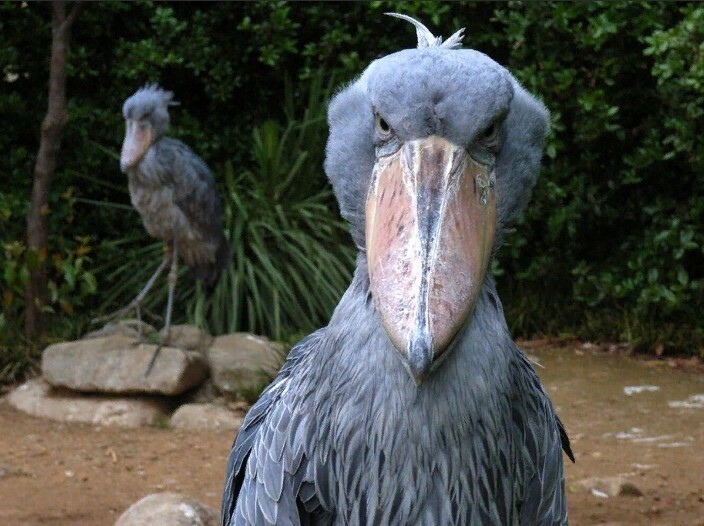 Восхитительный монстр