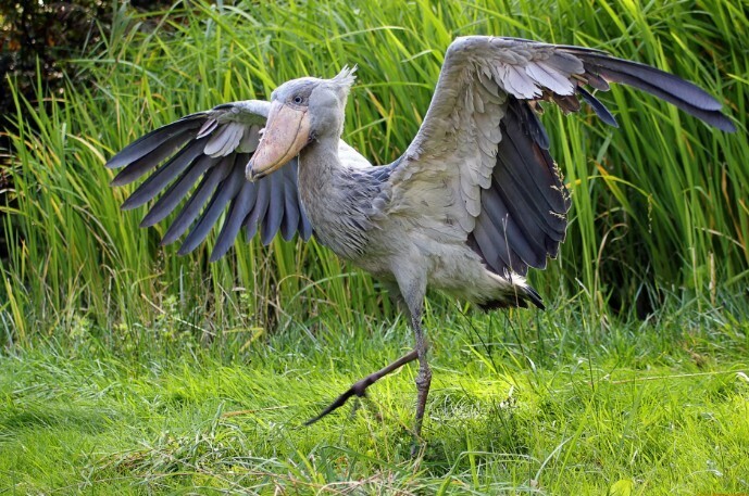 Восхитительный монстр