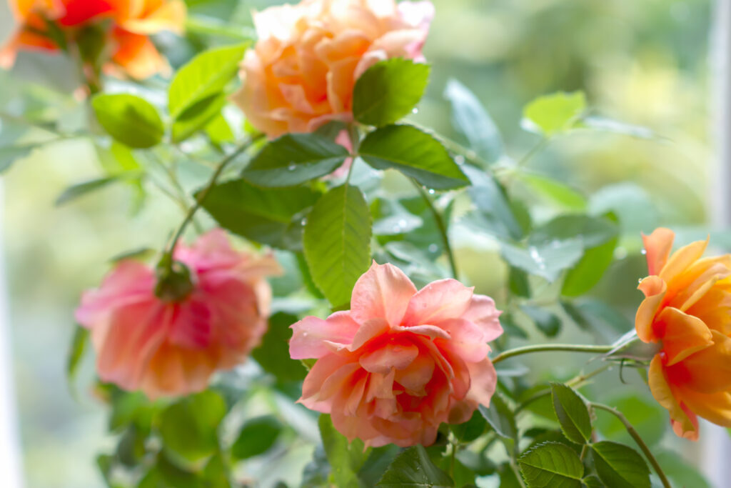 Можно ли выращивать розы в помещении.