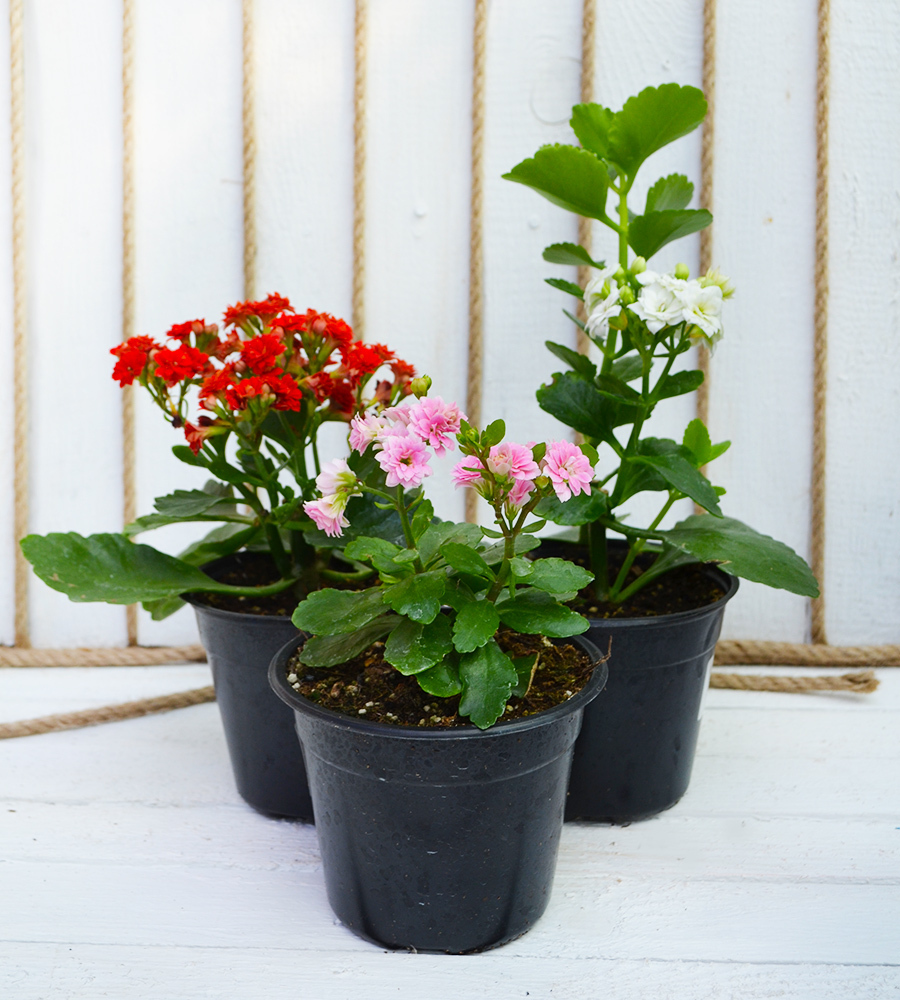 Самые опасные комнатные растения